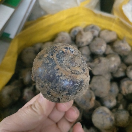乐昌市乐昌马蹄，大中小