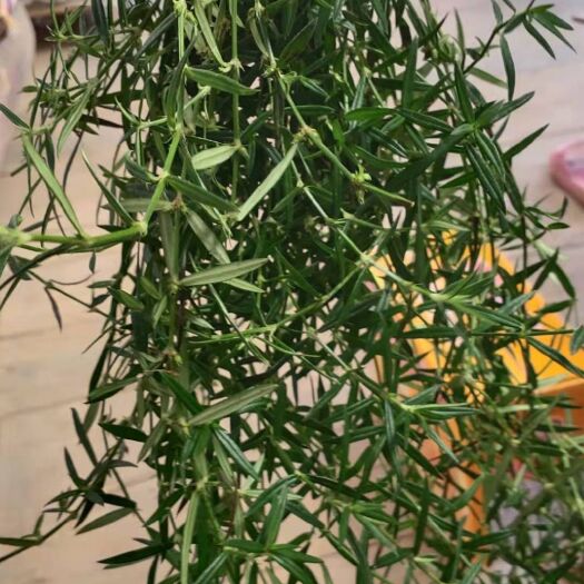 马关县蛇舌草  白花舌舌草，新鲜货