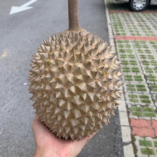 北京【电商果】马来西亚猫山王榴莲A级小果试吃优选每箱20斤装