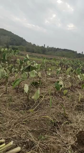 水芋头 自己种的无污染无公害，吃着香甜可口美味佳肴