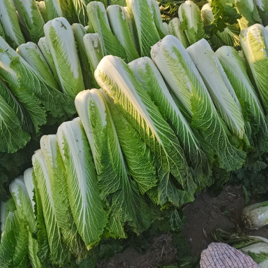 秋绿白菜  秋绿青麻叶白菜，产地直供一手货源质量好价格低