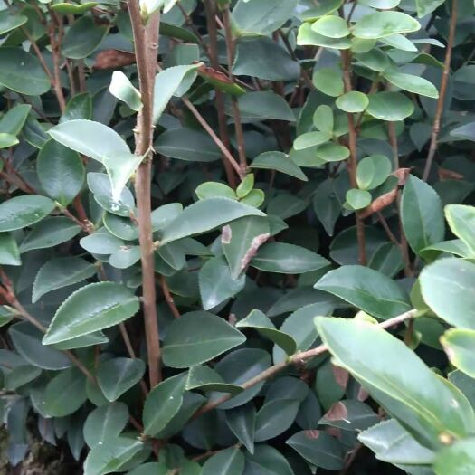 安福县油茶树  高产油茶杯苗裸根苗开良种证