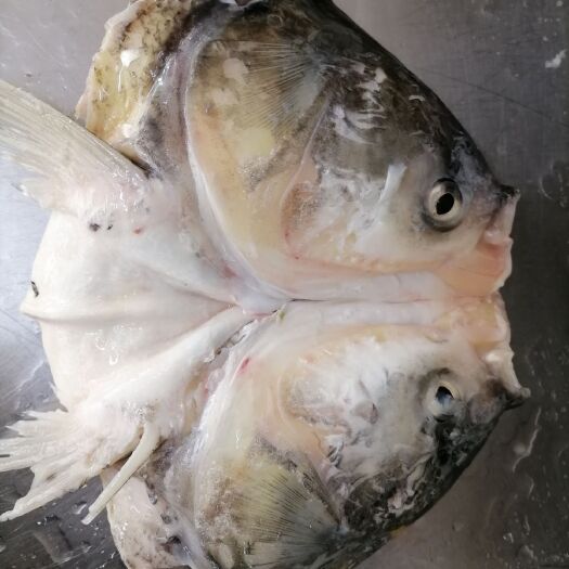 建湖县冷冻腌制白鲢鱼头清蒸跺脚食堂餐饮连锁