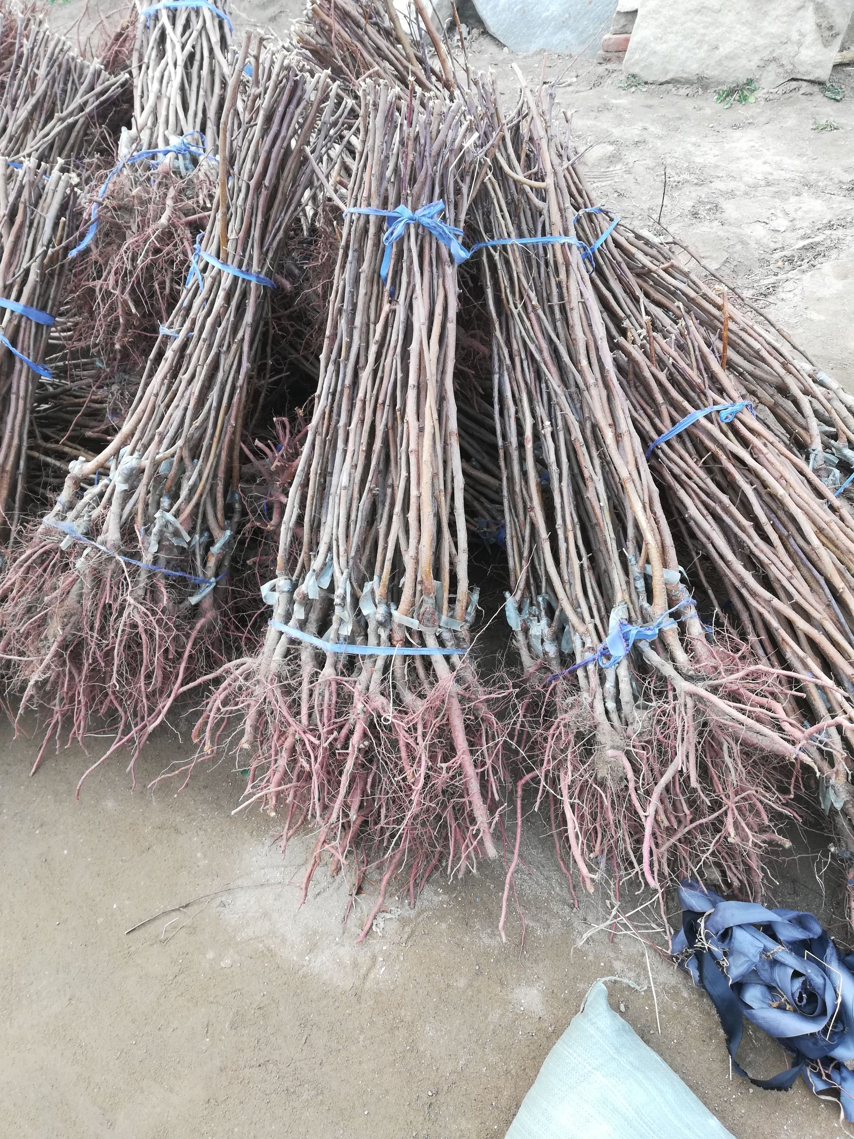 （纯真种苗）新品种杏  丹麦四号大果杏树苗