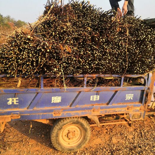 樟树市吴茱萸苗 江西中花吴茱萸枝条