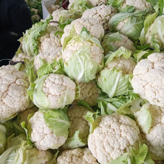 天门市白花菜花  花白，质量很好，个头均匀