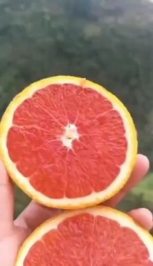 宜昌湖北宜昌秭归中华红血橙产地大量批发，口味甜，果面光滑，