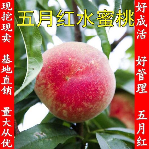 平邑县优质五月红嫁接桃树苗