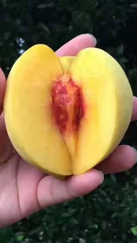 桃树苗湖南炎陵锦绣黄桃苗 根系发达 大量批发支持种植技术指导