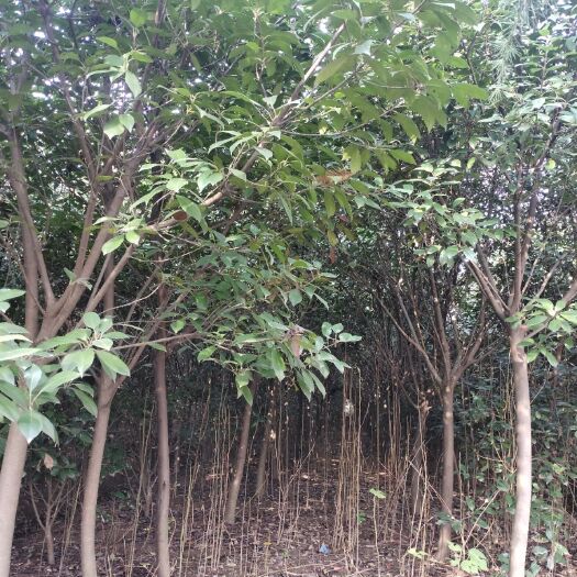 沭阳县高杆红叶石楠 