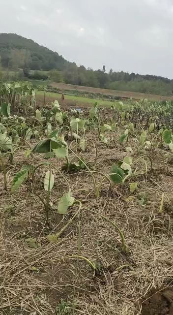 水芋头 自己种的无污染无公害，吃着香甜可口美味佳肴