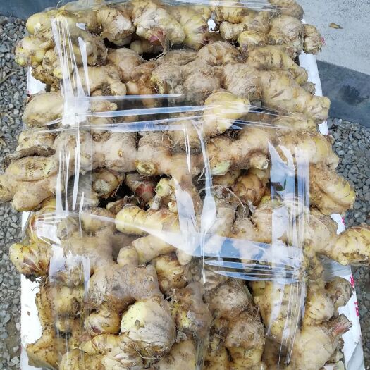 高州市 优质大肉姜种