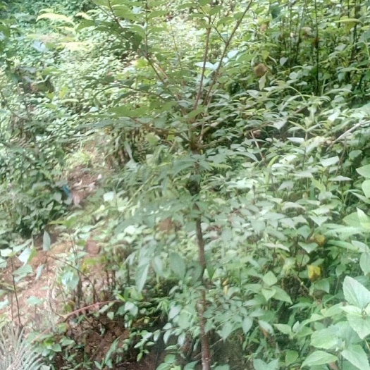 澜沧县刺老芽 上等的野生菜口感美味，凉   炒     腌等类似的