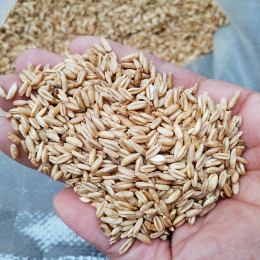 中牟县燕麦米 燕麦米大量批发零售