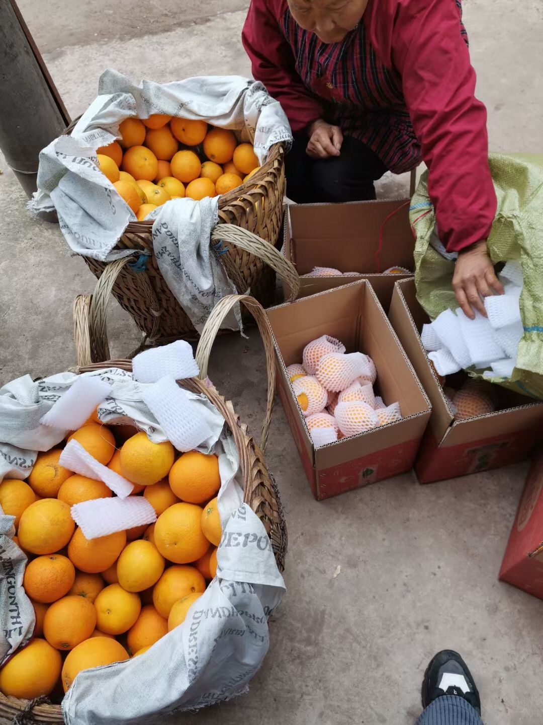 重庆脐橙，量大从优