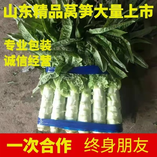 兰陵县红叶莴笋  红尖叶莴笋，三青莴笋，质量保证，量大从优！