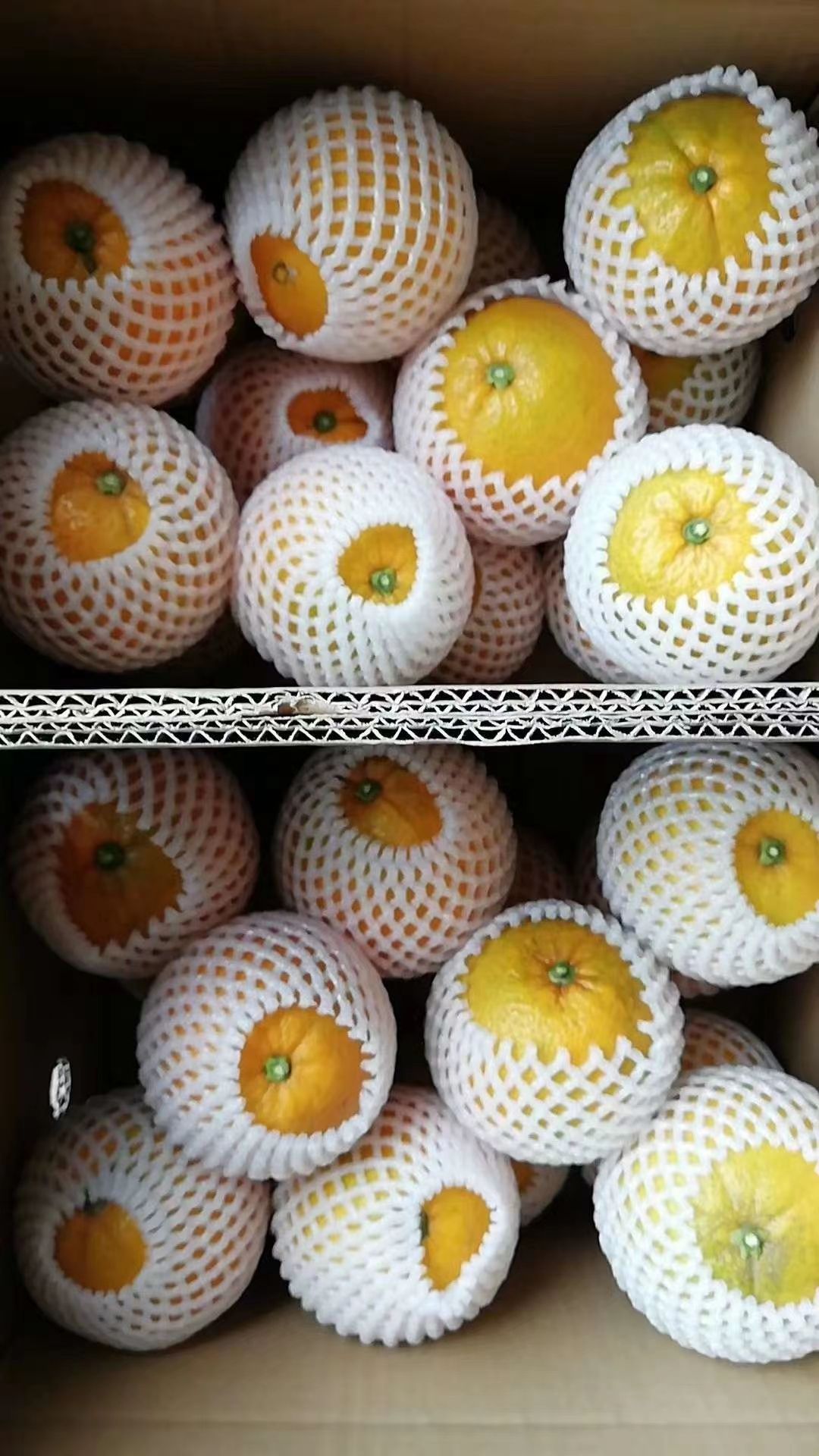  重庆脐橙，量大从优