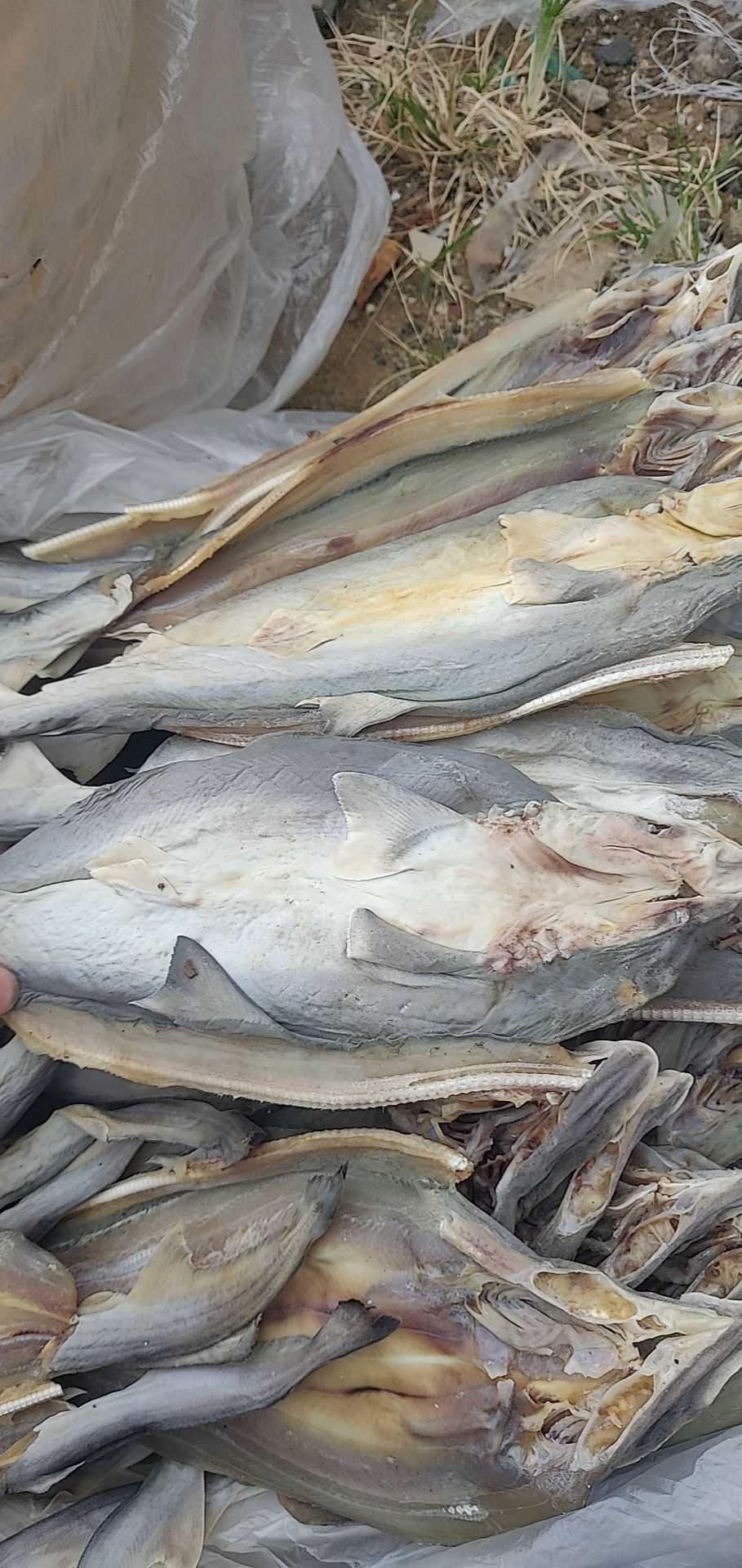 小鱼干  鲨鱼干，现货供应