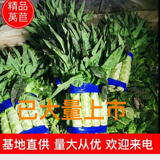 宿州红叶莴笋  安徽精杆子货品量大