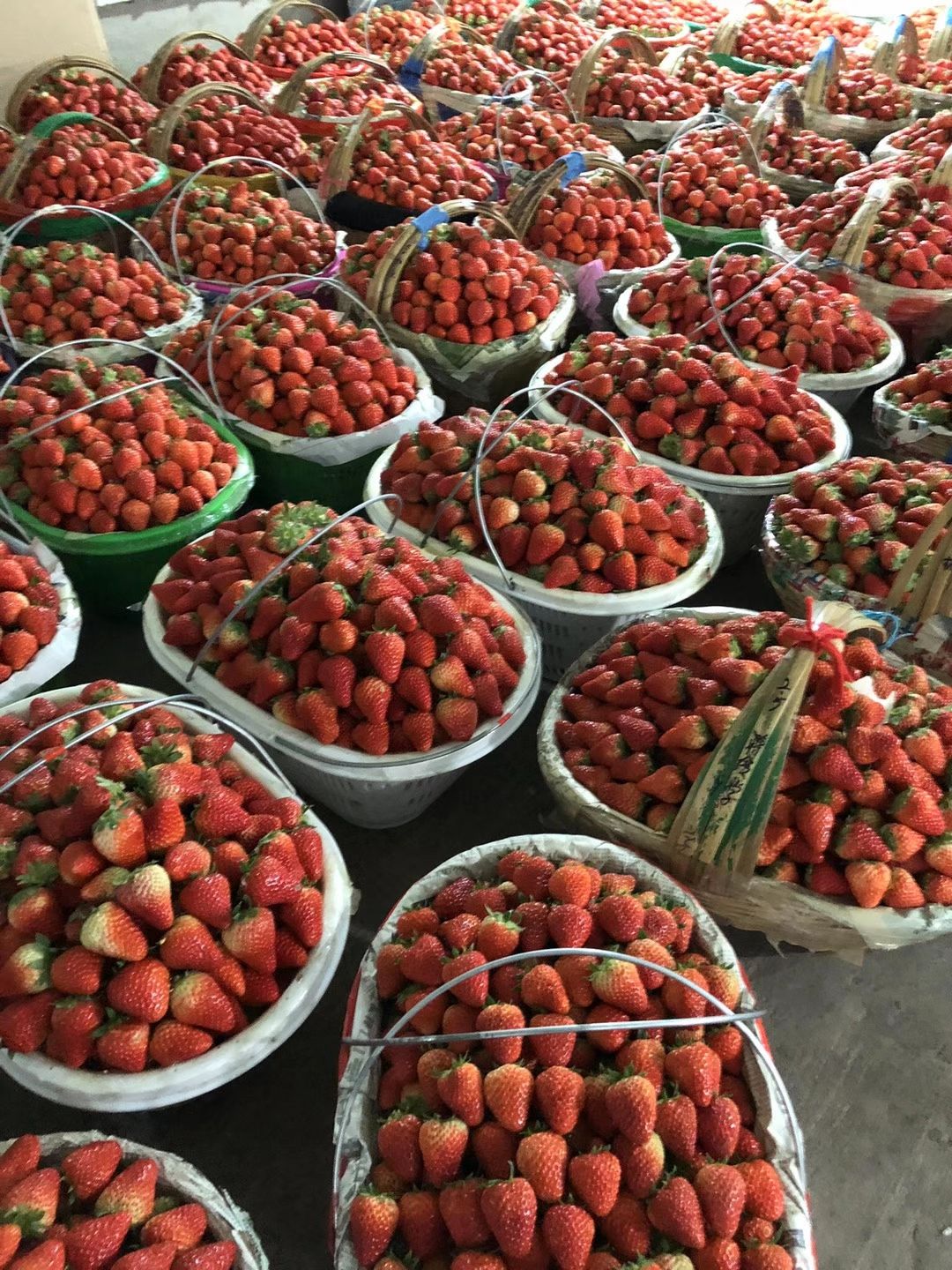 [长丰草莓批发]长丰草莓 长丰红颜草莓价格25元/斤 