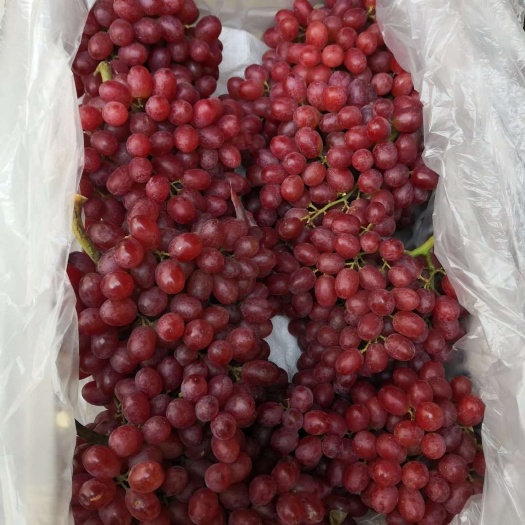 晋州市克伦生葡萄，巨峰葡萄，红提葡萄，多品种上市