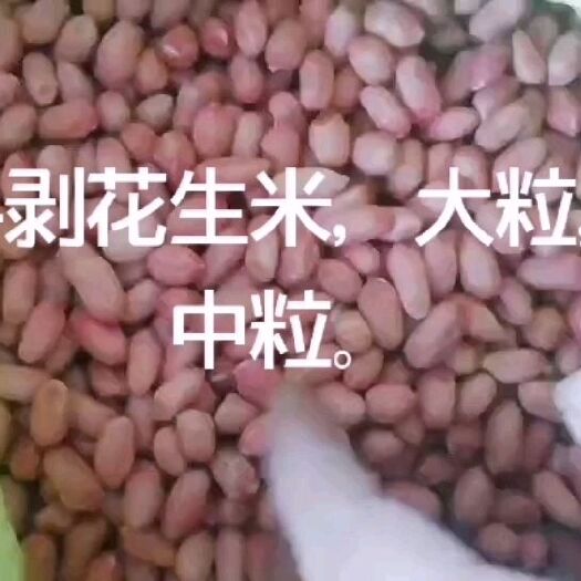 临沂油料花生米  花生芽手剥花生米，9616，花育16，花育25