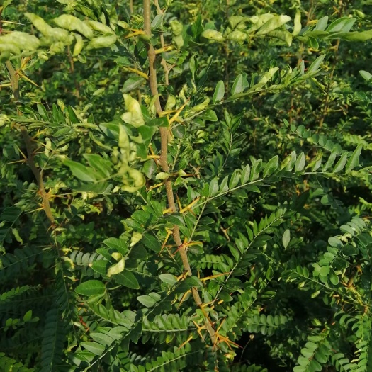 绛县皂角苗  大刺药用  价格查询