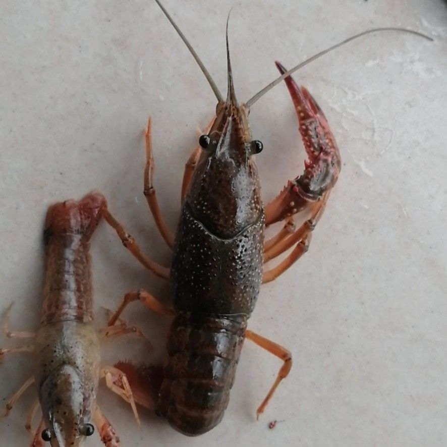 常年供应小龙虾，商品虾，库虾，伺料虾…配送到点保证成活