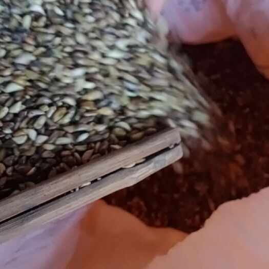 长沙县墨西哥玉米草种子  墨西哥玉米草种 叶片宽大 生长极快 每年可割5－7岔