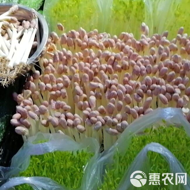 水培容器  花生芽水培板种植箱