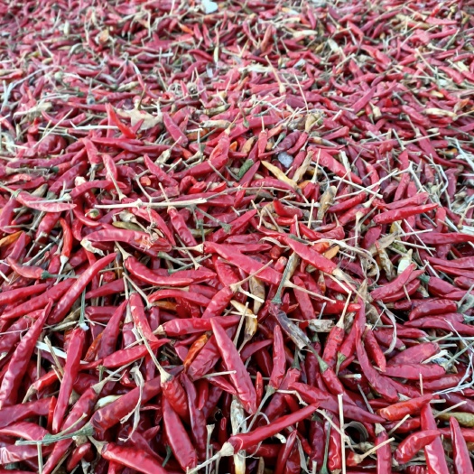 彰武县高辣819干辣椒 829高辣干椒