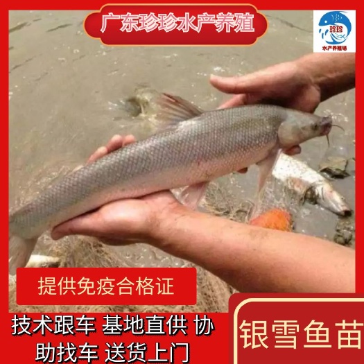 银雪鱼苗，水花粒批发，热销中，
