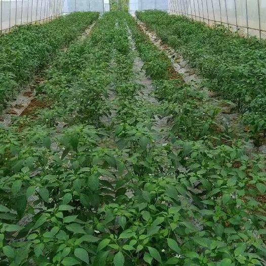 双峰县湘研15号辣椒  皱皮，肉厚，中辣