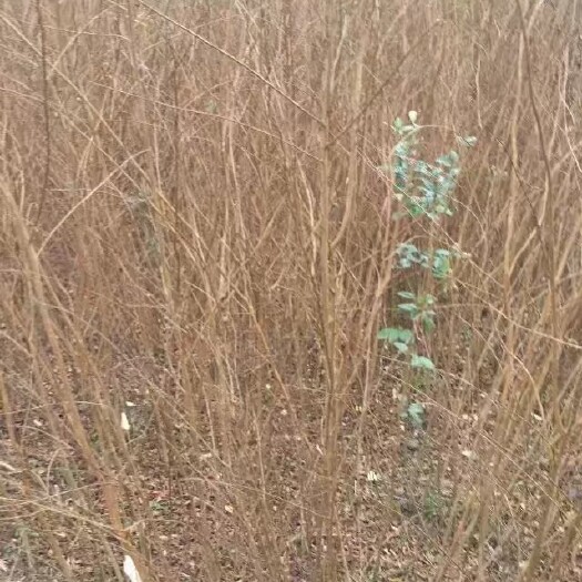 利川市紫薇苗，高30~150厘米