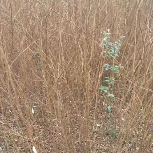 紫薇苗,高30~150厘米