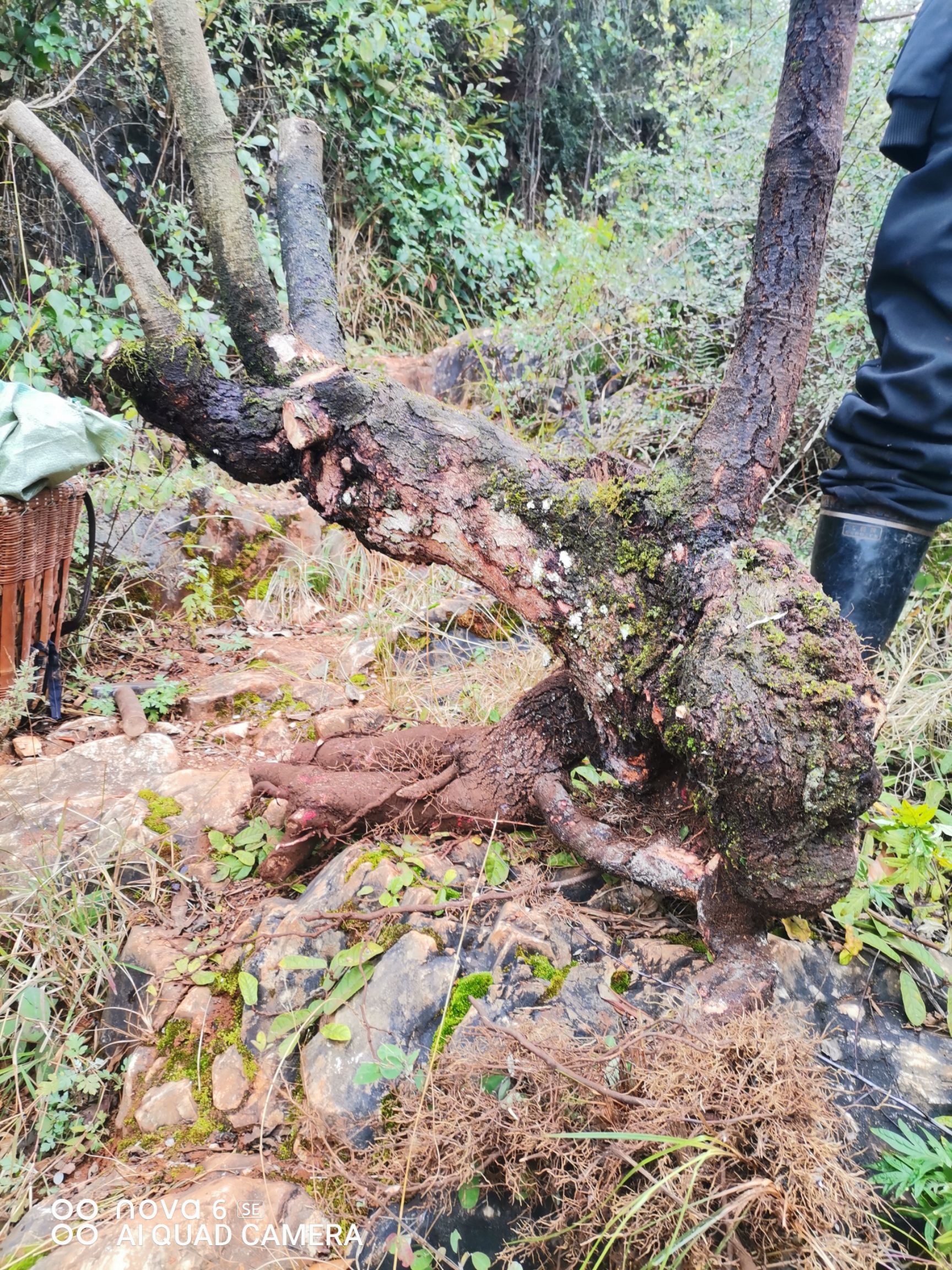 四照花（四季不掉叶）也称鸡素果野荔枝，花非常漂亮，