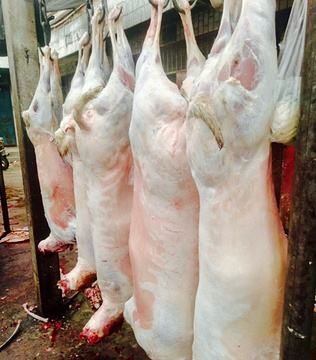 循化县羊腿肉 生肉