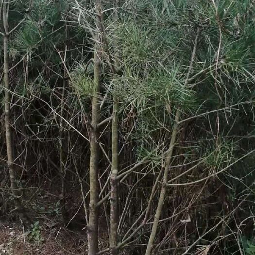 洋县 八月桂，树木好，
