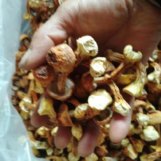 遵义姫松茸 干货 人工种植 