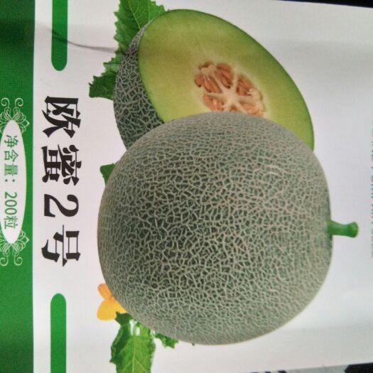 扶沟县欧蜜2号网纹细密肉绿柔软香味独特。单瓜重2.5～3公斤
