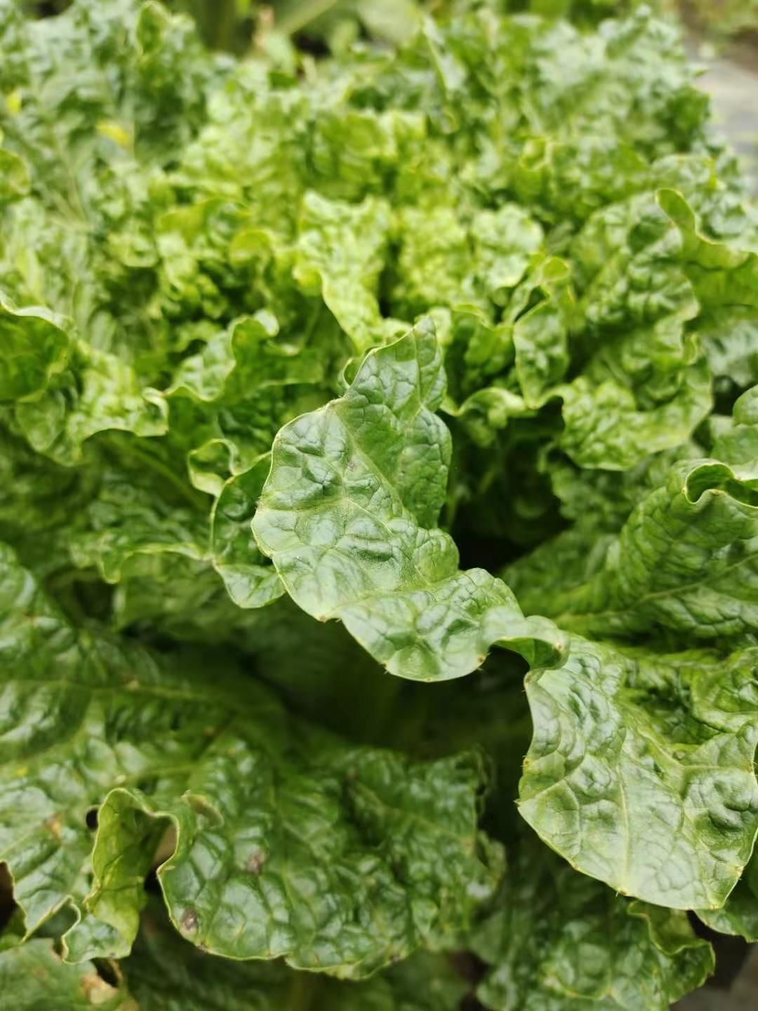 青麻叶大白菜 青麻叶量大品质好基地直供