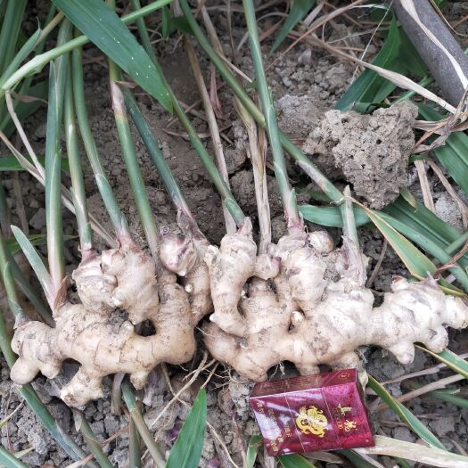 浦北县姜种 本地生姜肉姜产量高
