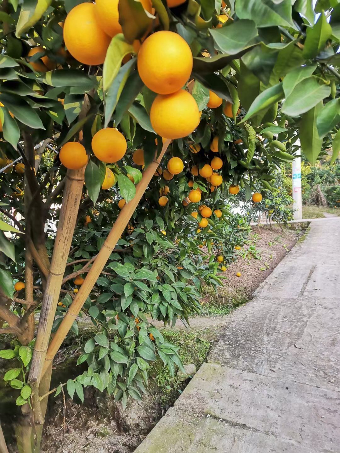 脐橙 家里3万斤的橙子滞销，希望可以找合作商一起合作一下