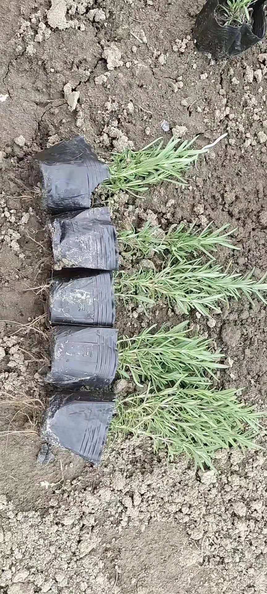 【赚】豫椒龙迷迭香种苗包技术包回收 迷迭香产业联盟龙头