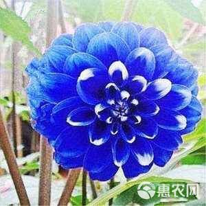 大丽花苗 大丽花（地瓜花），一般三月份载培，花大艳丽