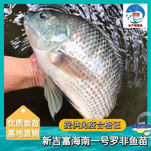 广州罗非鱼苗，新吉富罗非鱼苗  ，海南一号罗非鱼苗