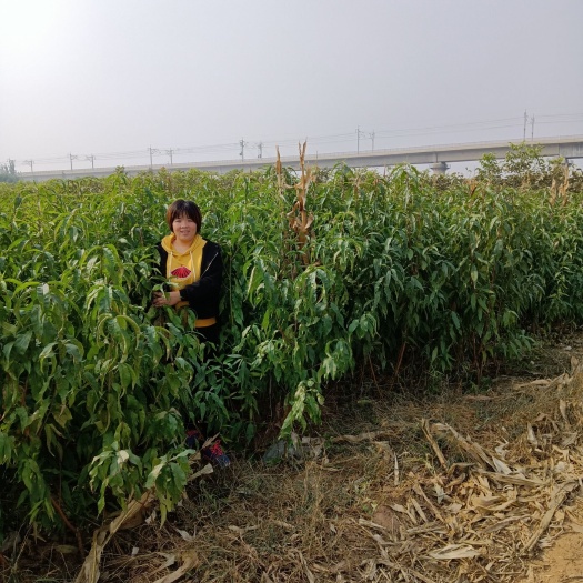 泰安油蟠桃苗 品种保证，质量保证，