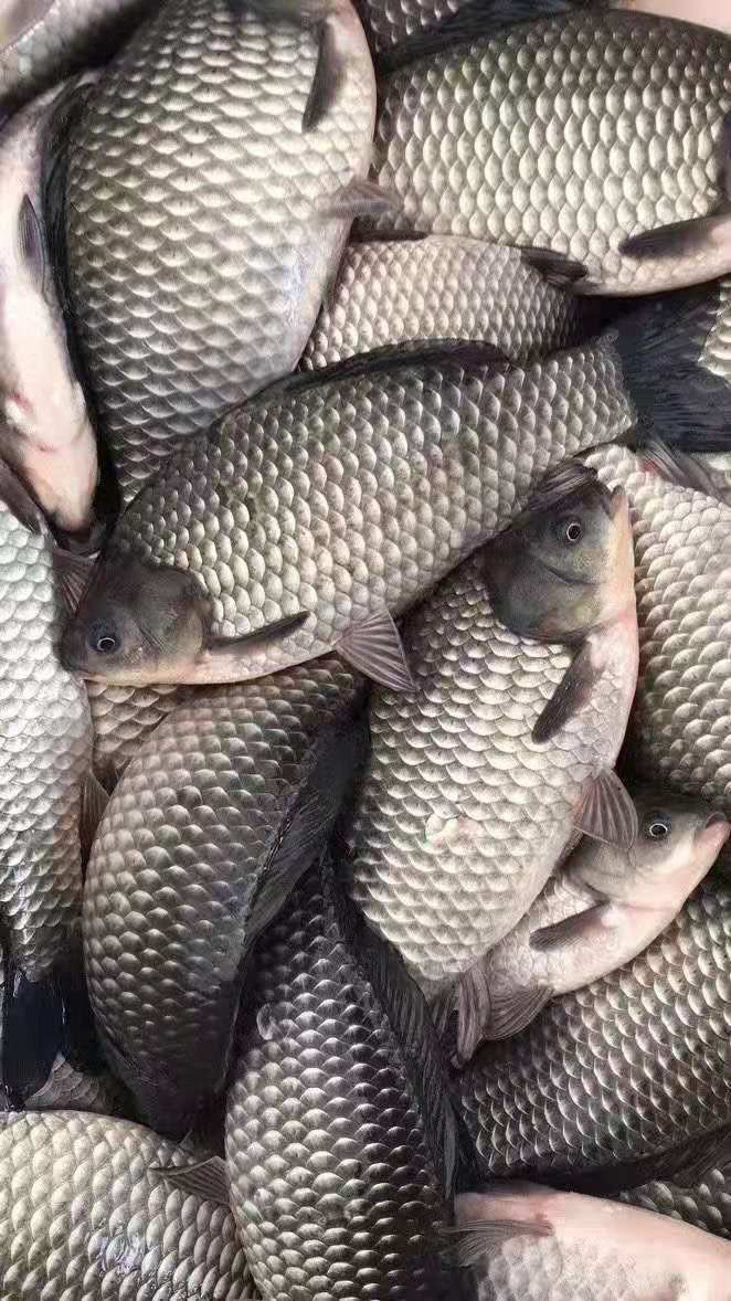 中科5号鲫鱼苗,诚信经营，技术指导，鱼场直供。