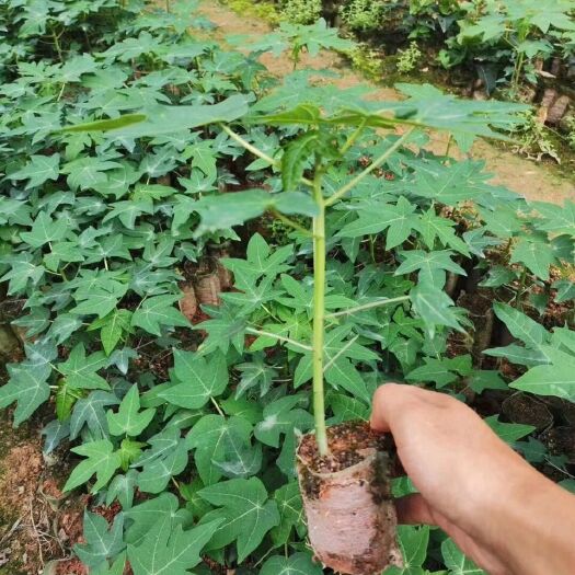 灵山县 红心木瓜苗 白心木瓜苗南方种四季当年结果盆栽正品矮化