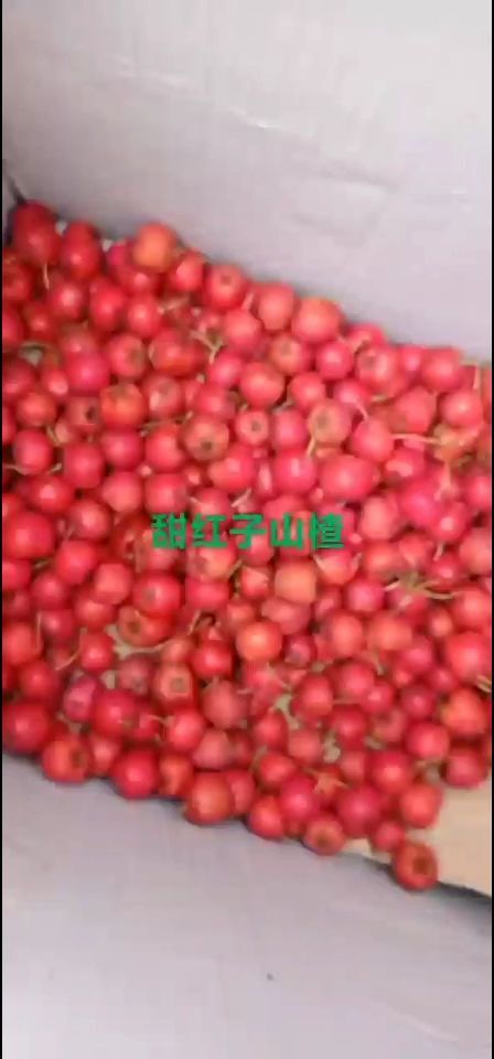 平邑县山楂  精品小甜红颗粒均匀！